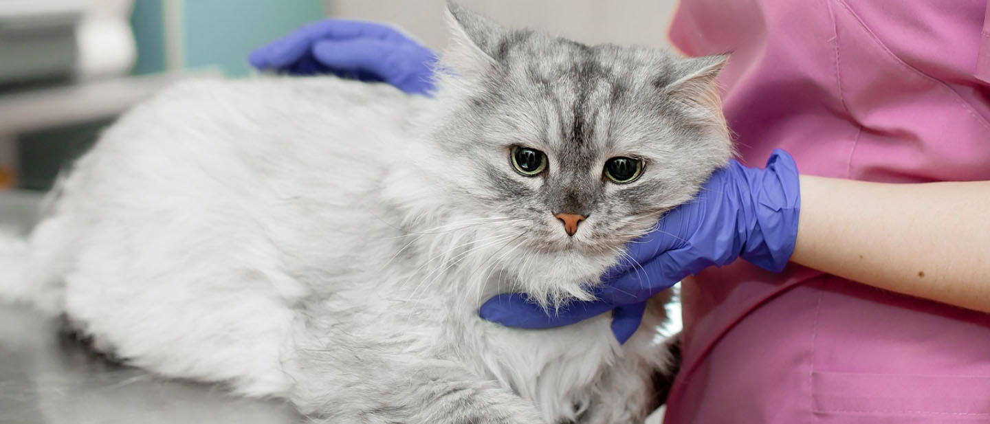 Senior Cat Health Problems