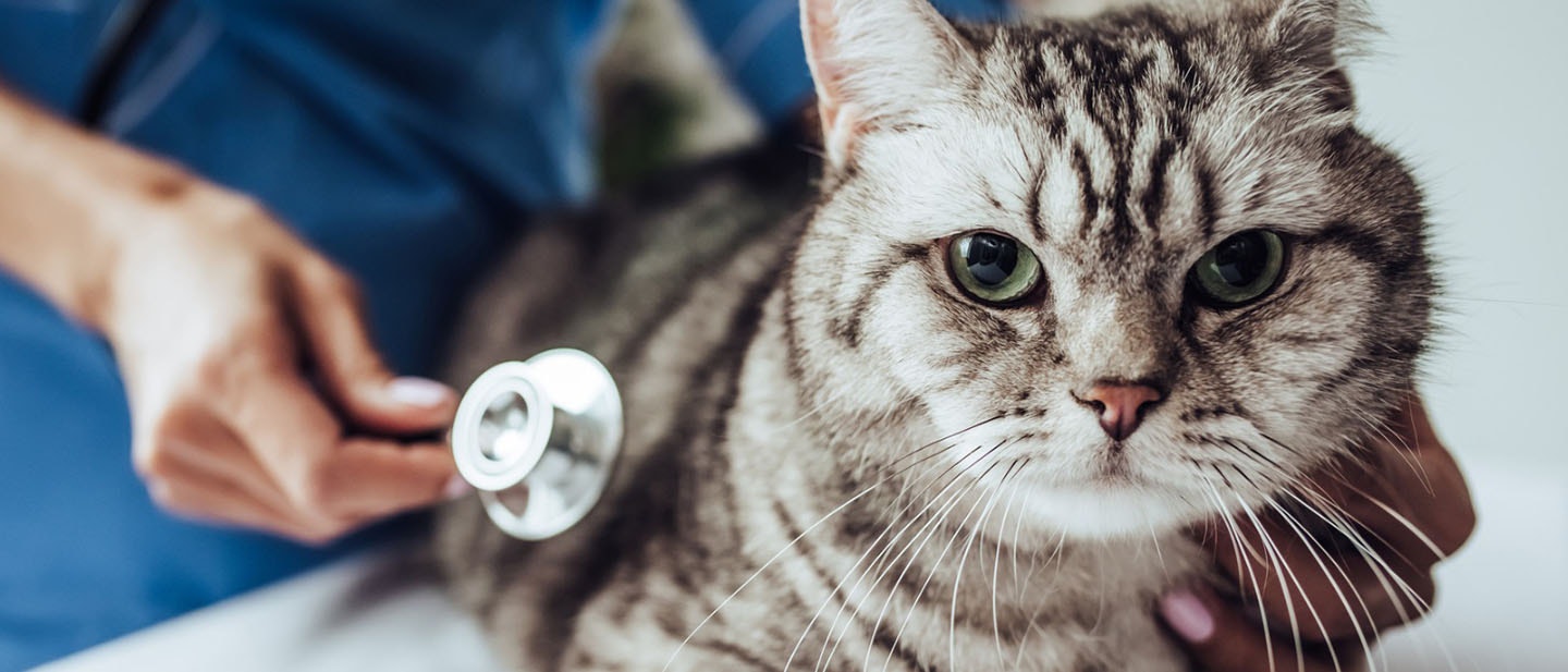 Cat Health Checks for Longer Life