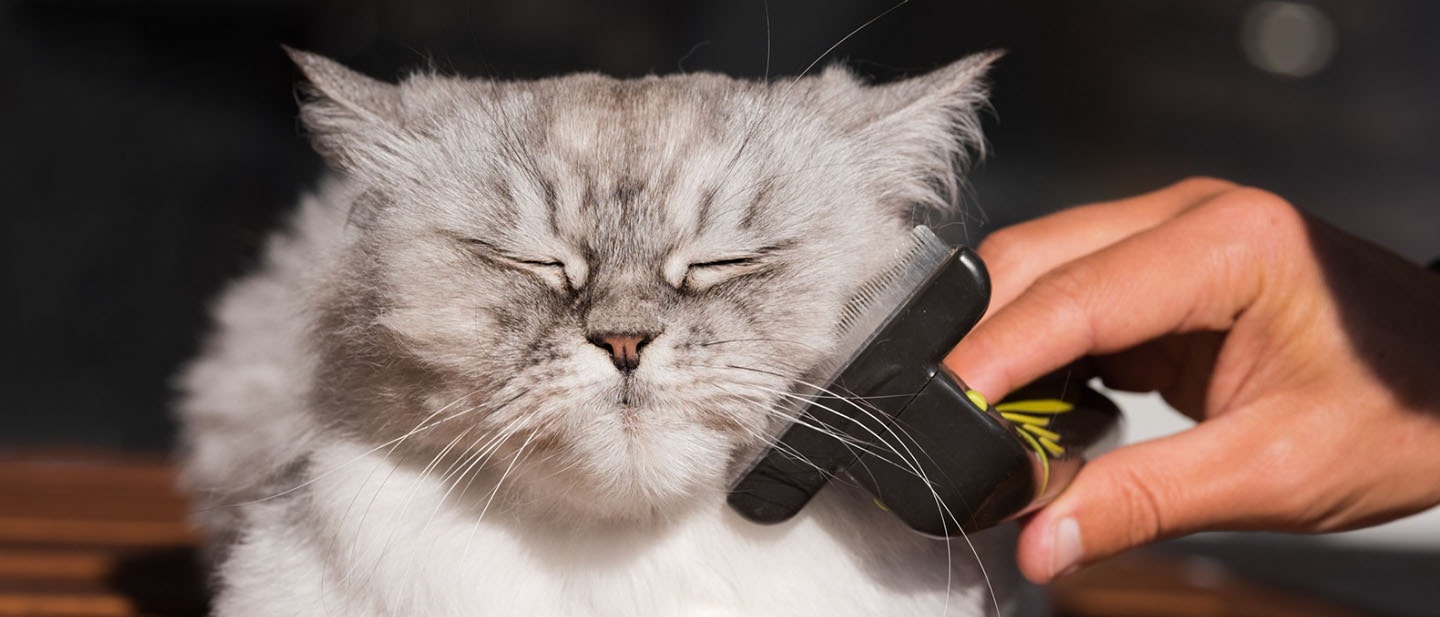 Coat Care for Old Cats