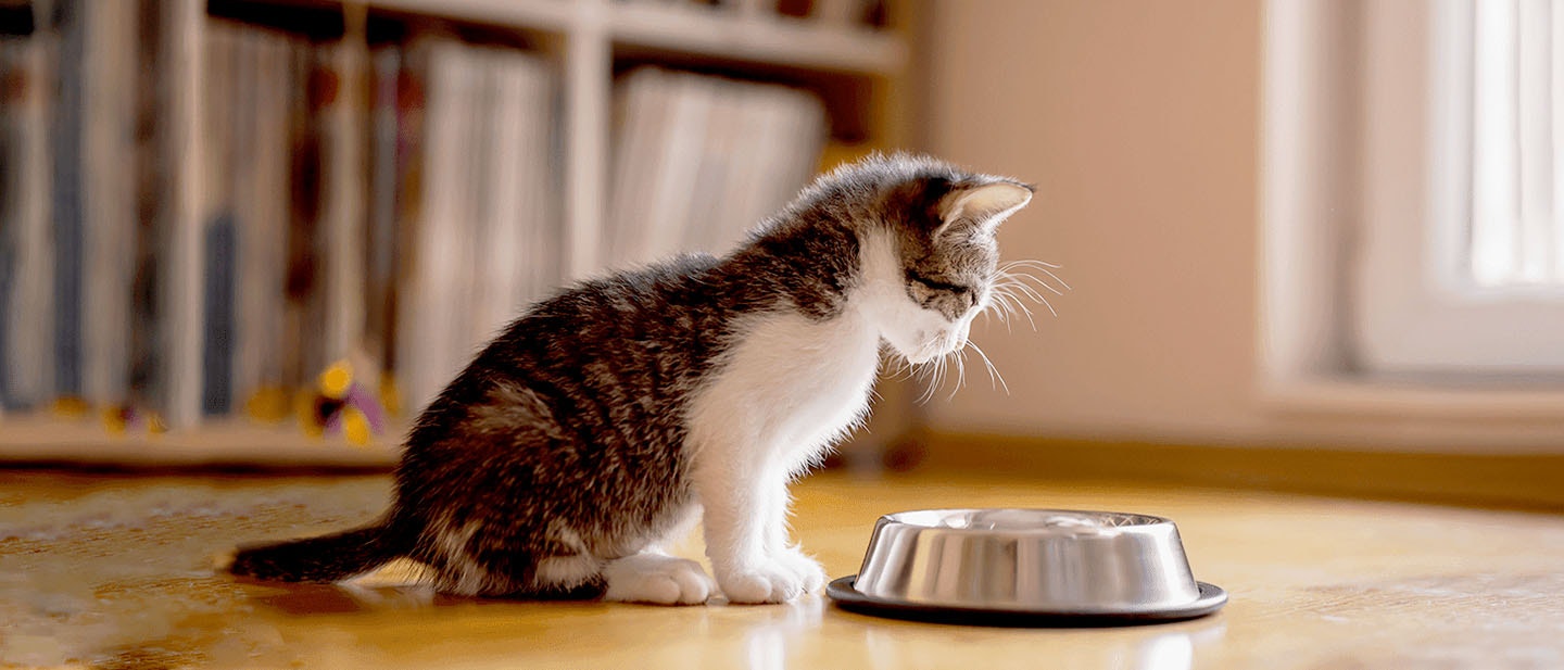 How To Feed Your Newborn Kitten