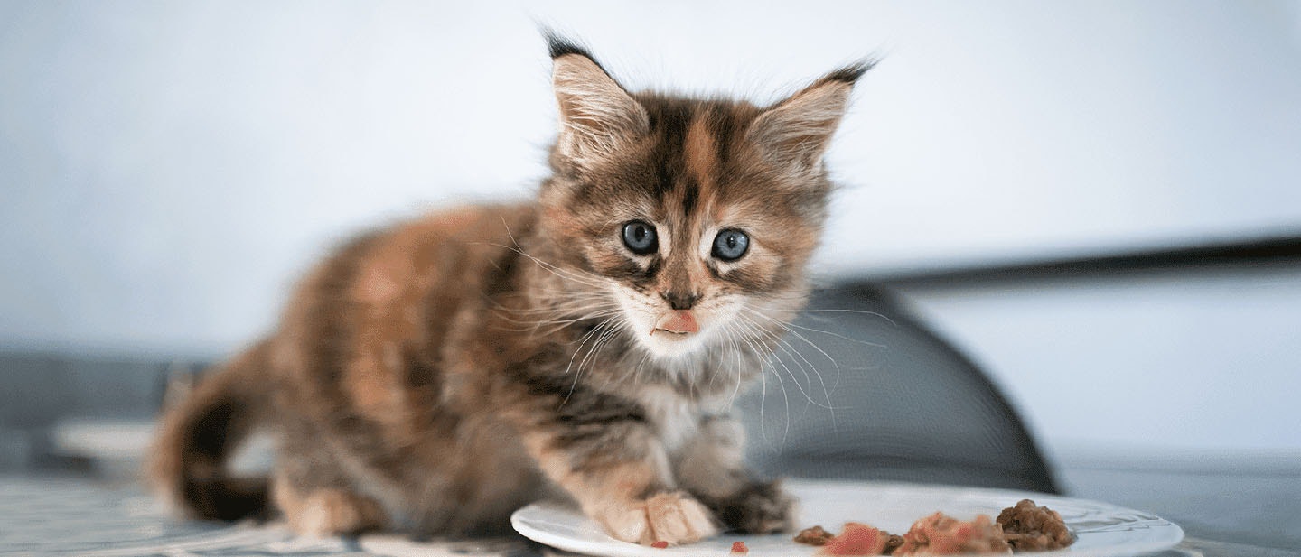 Weaning a Kitten to Solid Food