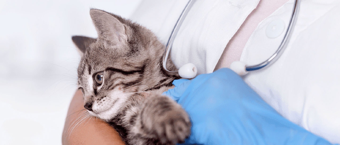 Health Check Up for Kittens