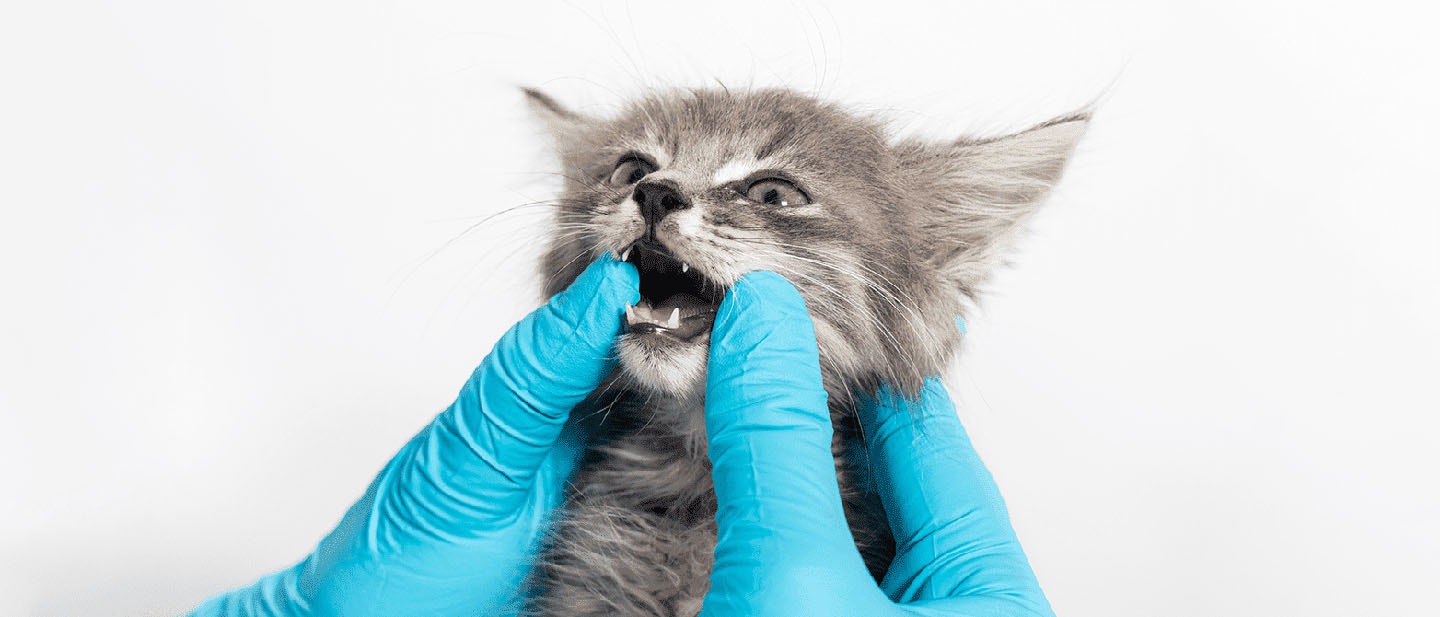 Healthy Gums and Teeth in Kittens