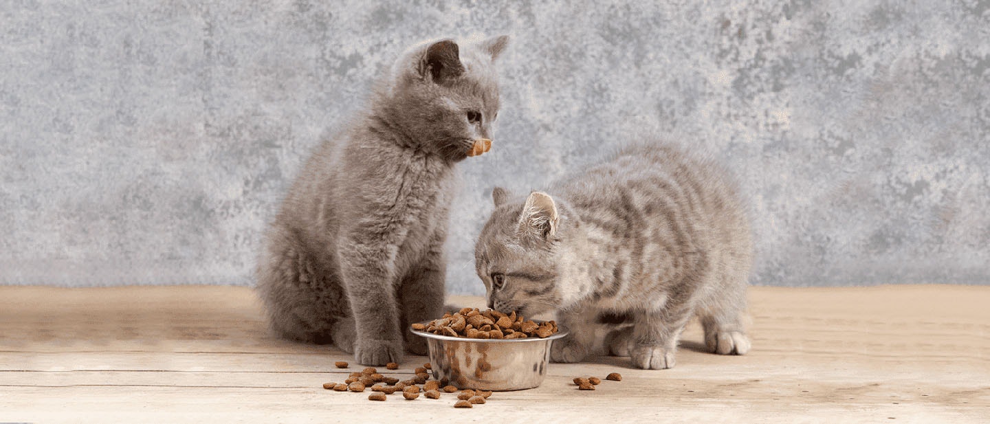 Diarrhea & Constipation in Kitten: Kitten Upset Stomach