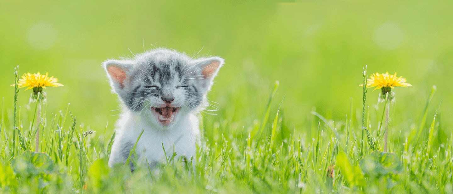 Kitten Sounds And Their Meaning