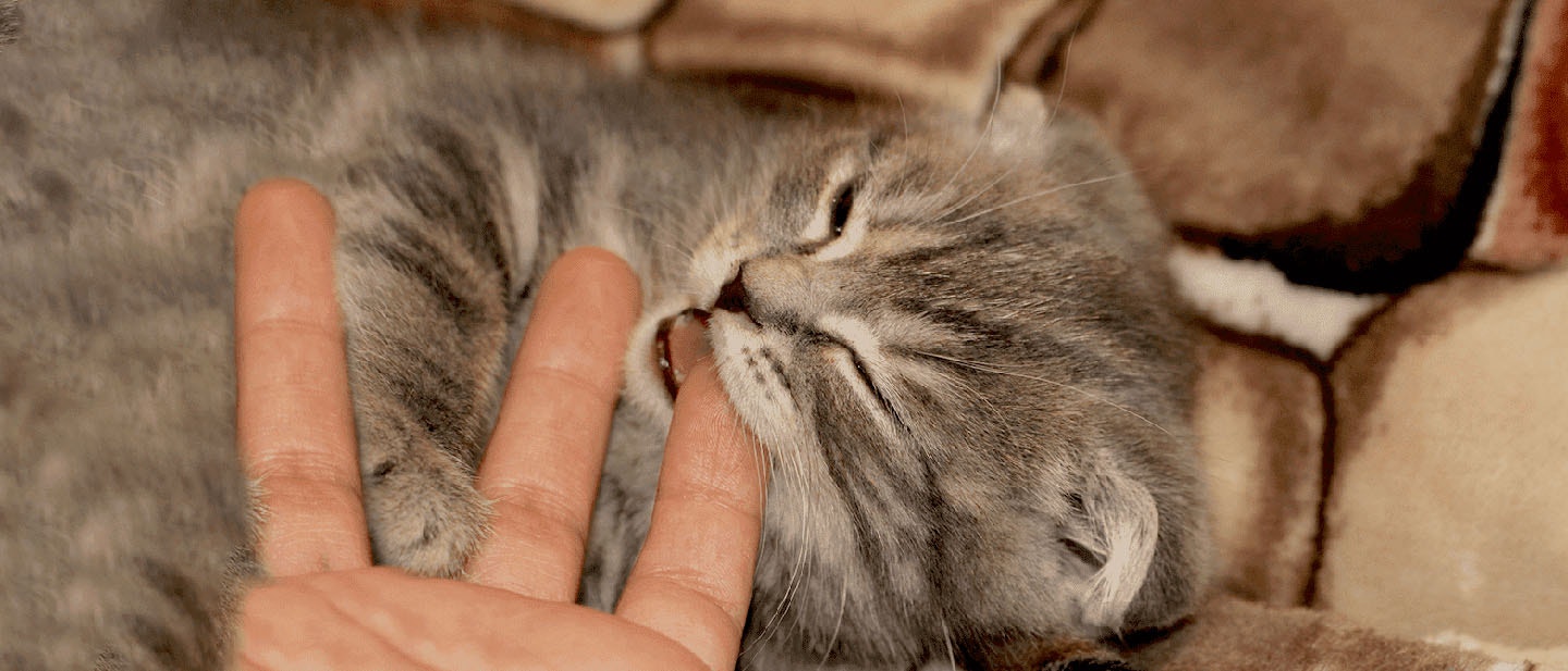 Stressed Cat: Anxious Cat Symptoms