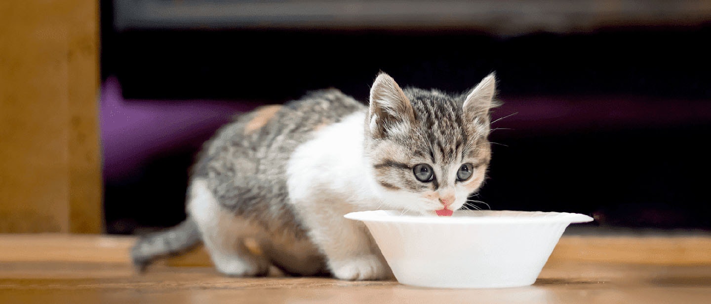 Benefits of a Balanced Diet