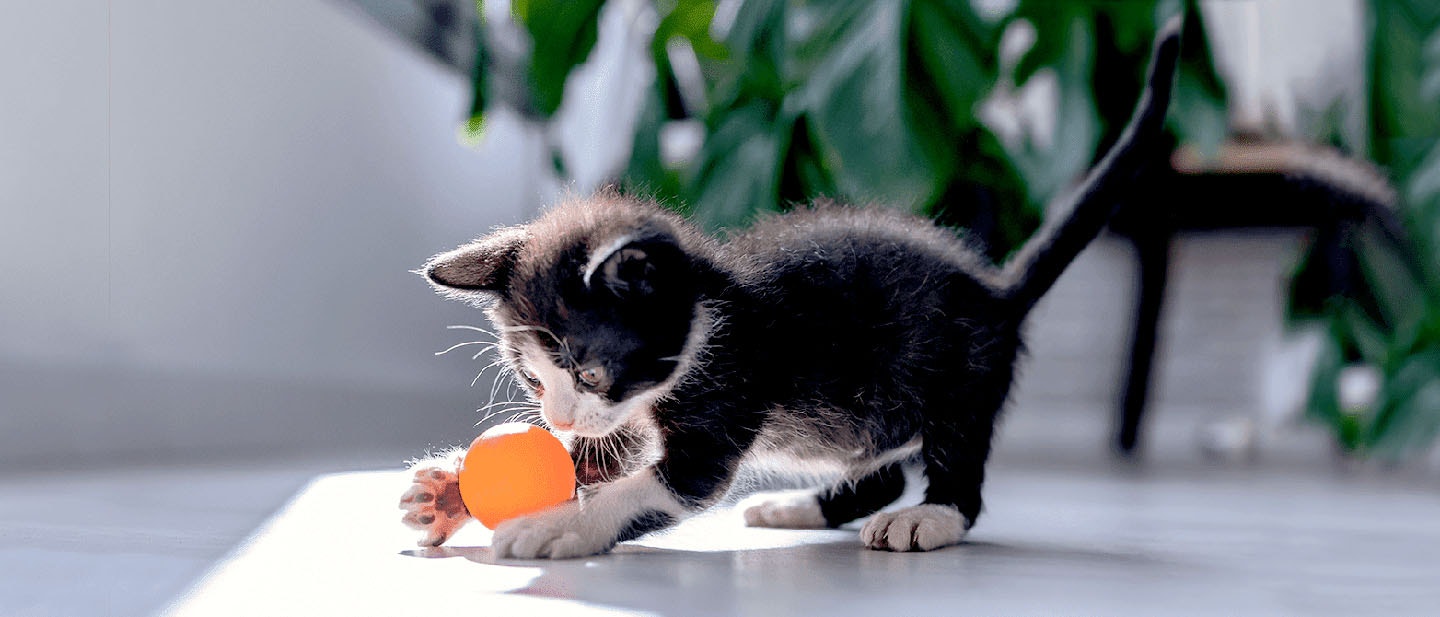 Kitten Playtime Activities