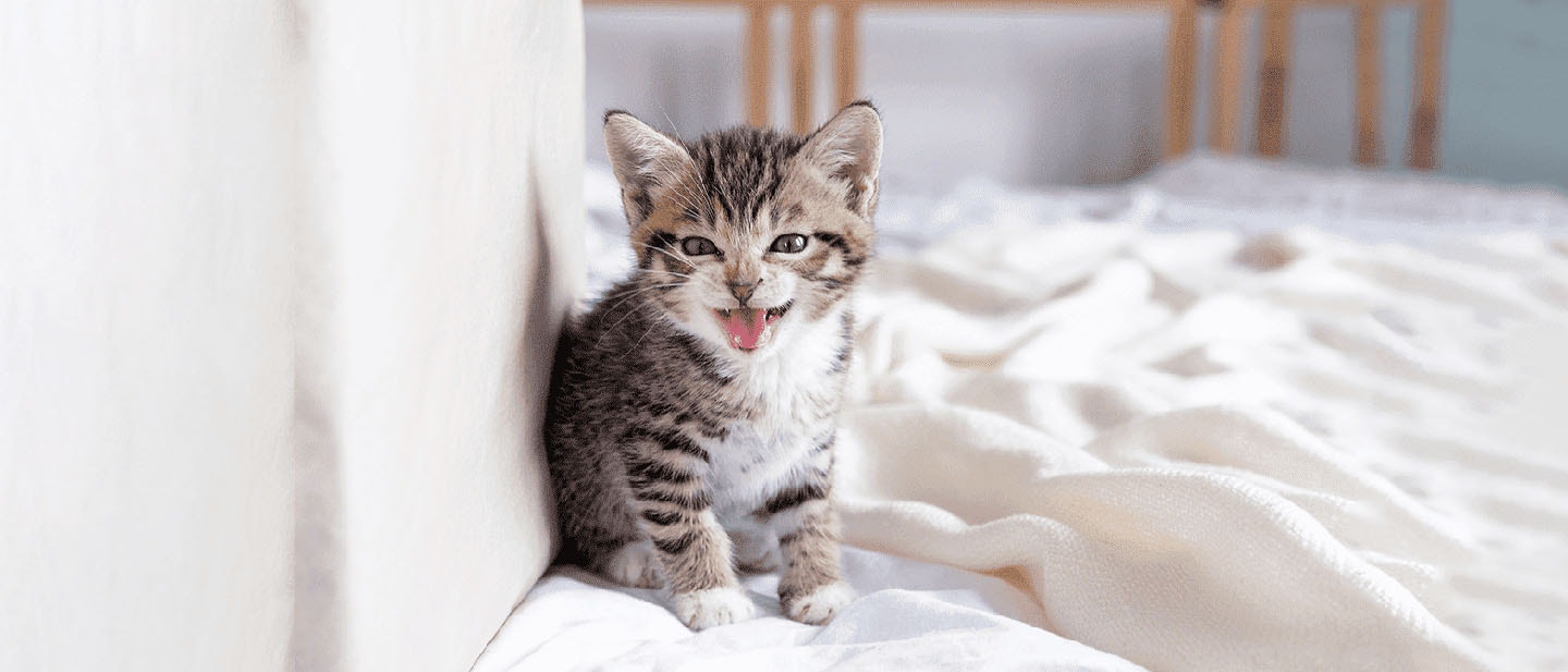 Reducing Aggressive Kitten Behavior