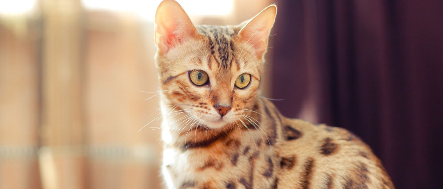 Bengal Cat Breed