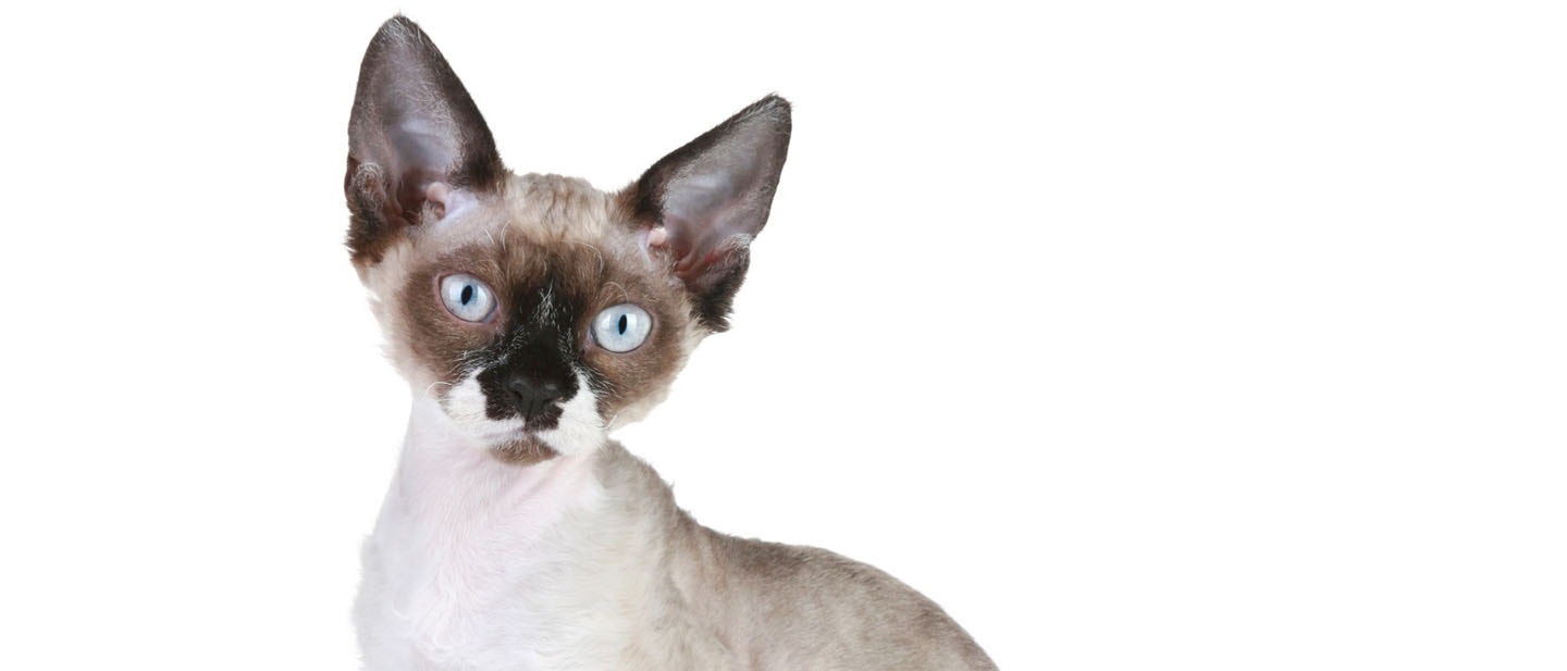 Devon Rex