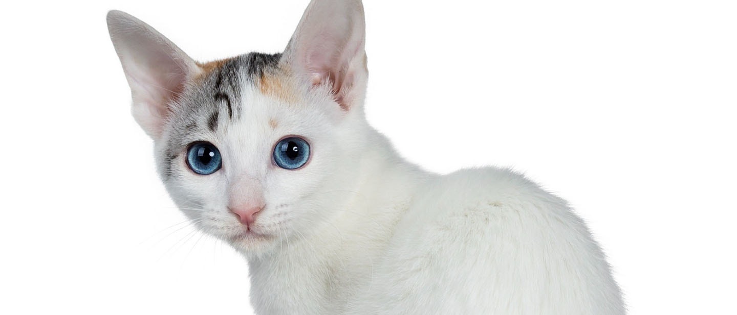 Japanese Bobtail