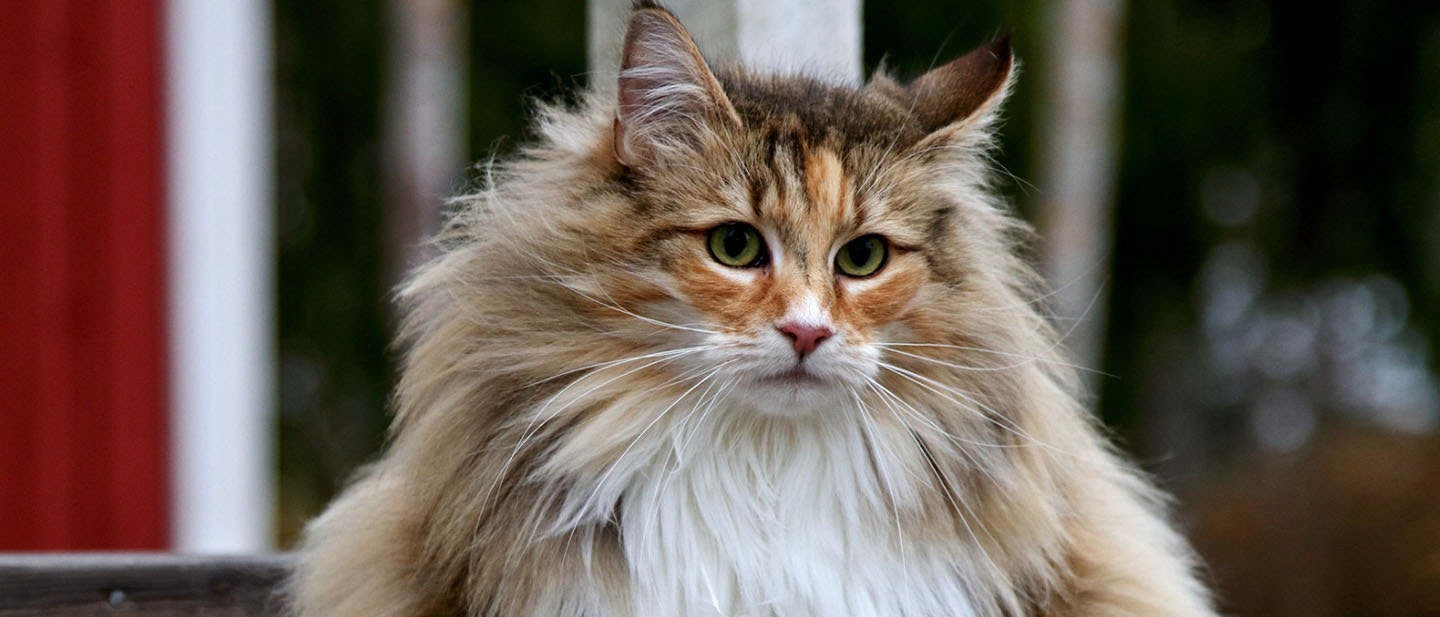 Norwegian Forest