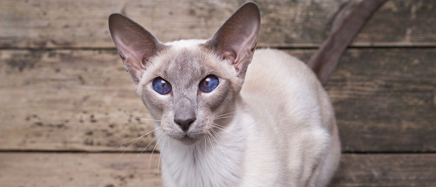 Oriental Shorthair