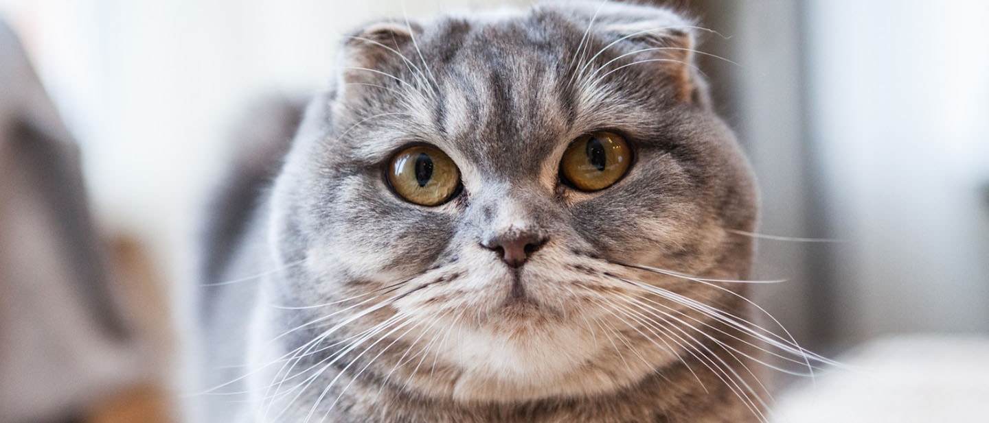 Scottish Fold