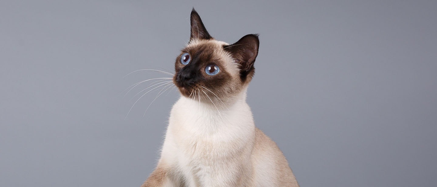 Siamese Cat Breed