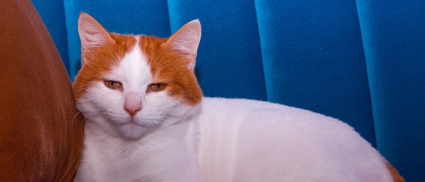 Turkish Van