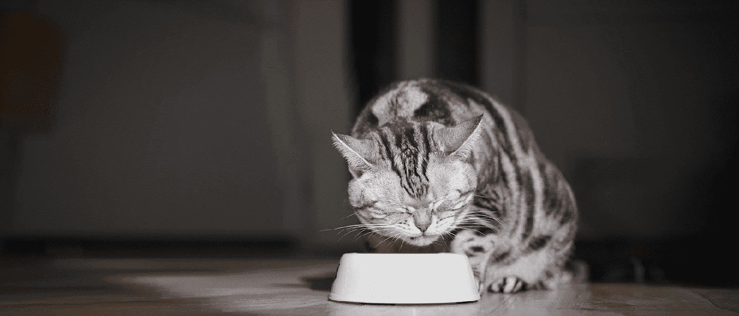 Cat Food Allergy