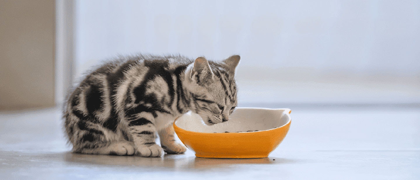 Cat's Nutritional Needs