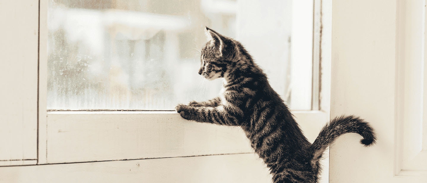 Cat Sitting & Other Ways to Take Care of Your Cat When Away
