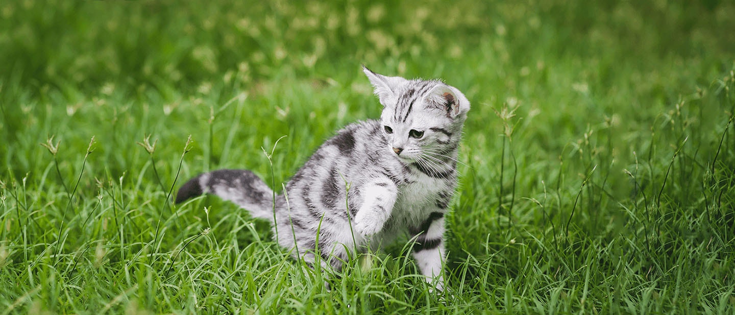 Indoor Cats Vs Outdoor Cats: Know the Difference