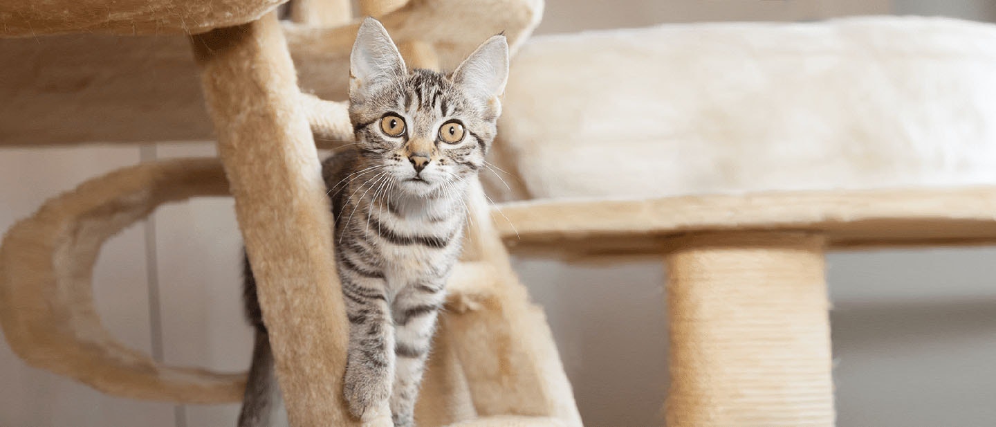 Playing with Cats Around the House