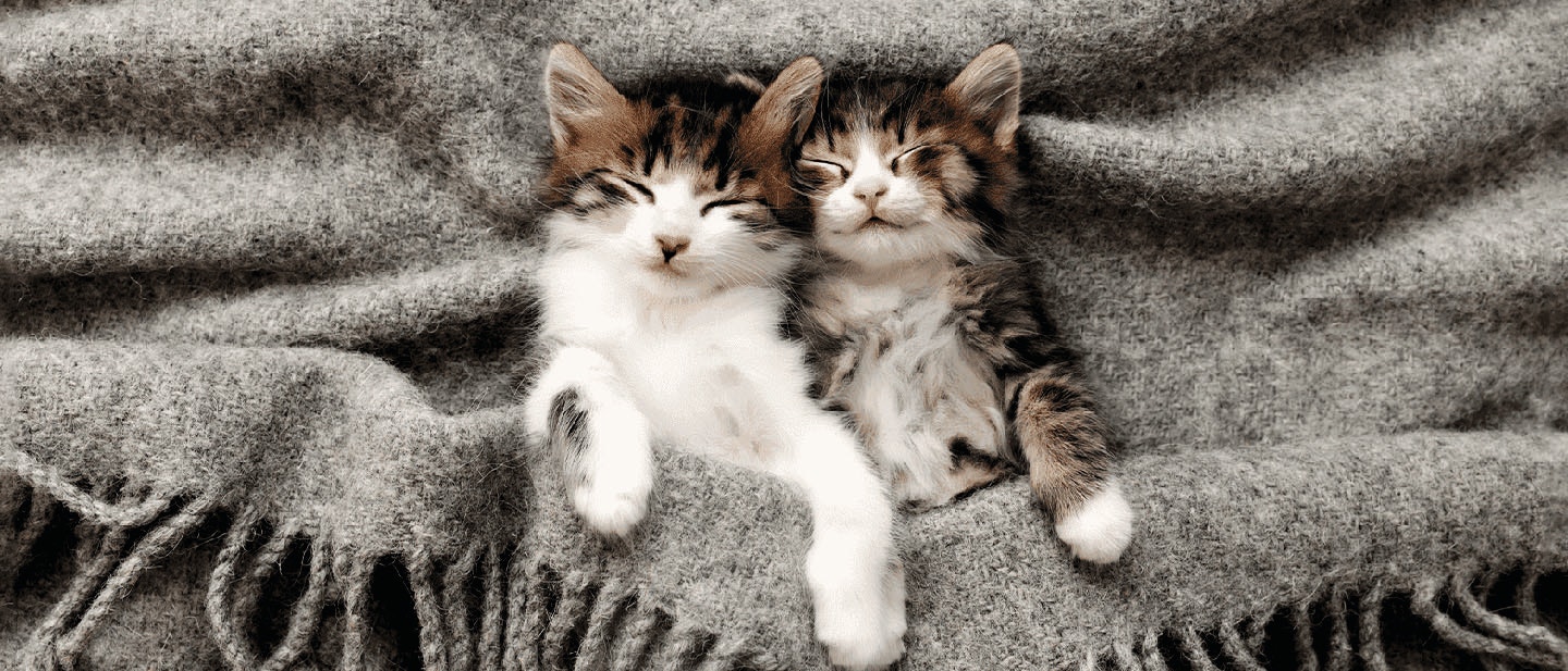 Sleeping Cat: How Long do Cats Sleep?