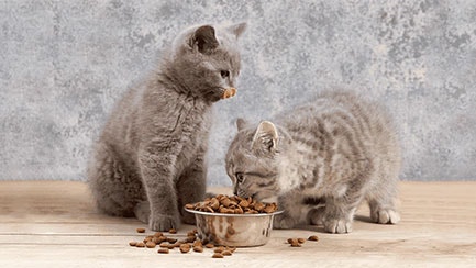 Do Cats Need Wet and Dry Food?