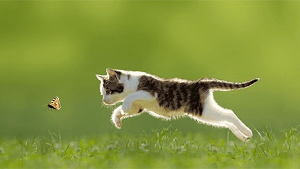 Tricks and Treats for a More Loving Cat