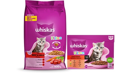 Kitten Food