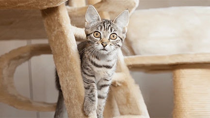 Playing with Cats Around the House