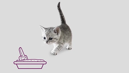  Considering a Kitten