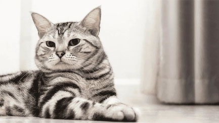 Ideal Cat Weight: Tips for Obese & Skinny Cat