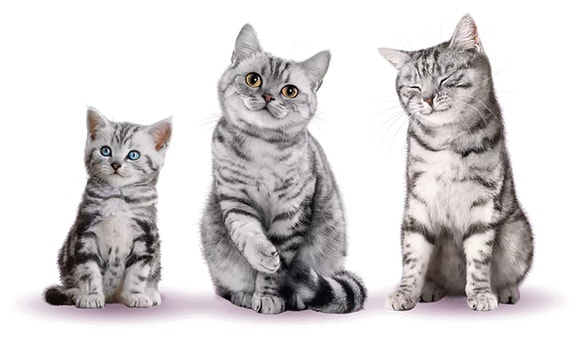 Whiskas brand imagery