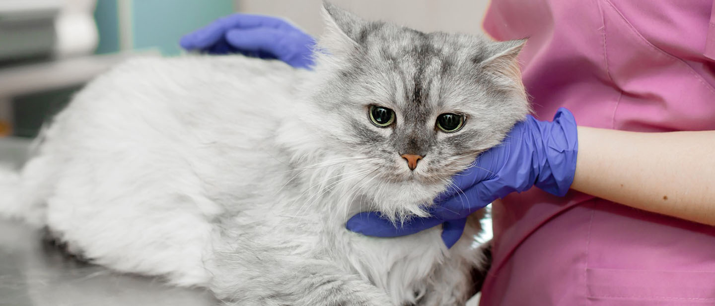 Image showcasing Cat Health Problem: Common Health Problems in Old Cats - WHISKAS®