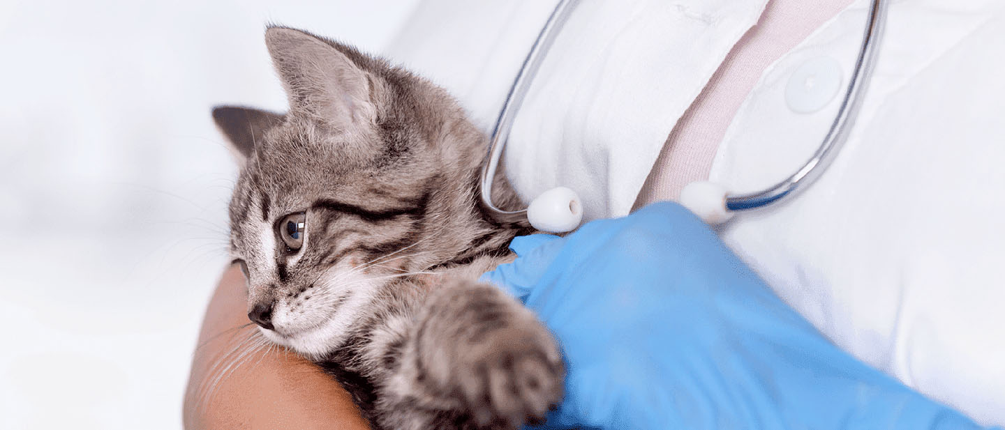 Kitten Inco Best Guide for Kitten Health Check Up at Home | WHISKAS®